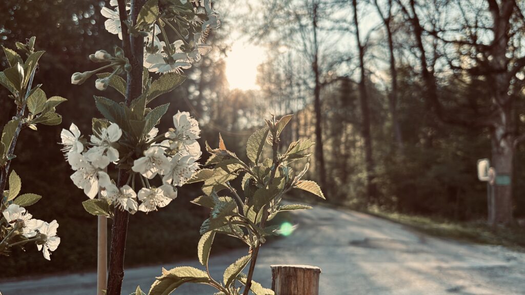 Natürlicher Bereich vor Praxis Brunner