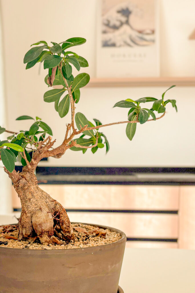 Bonsai Baum